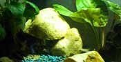 Click to Enlarge Crayfish Cave Photo: � Dave C.